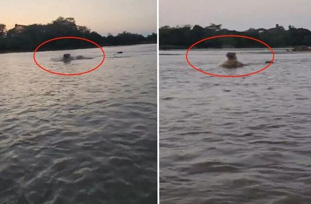 Kolombiya’da Escobar’ın hipopotamları için av kararı alındı