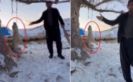 Çok yediği için köpeğini ağaca asıp öldüren şahıs tutuklandı