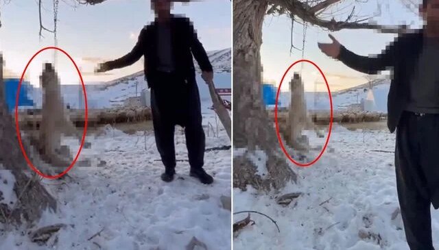 Çok yediği için köpeğini ağaca asıp öldüren şahıs tutuklandı