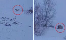 Köye baskın yapan aç kurtlar sert kayaya çarptı