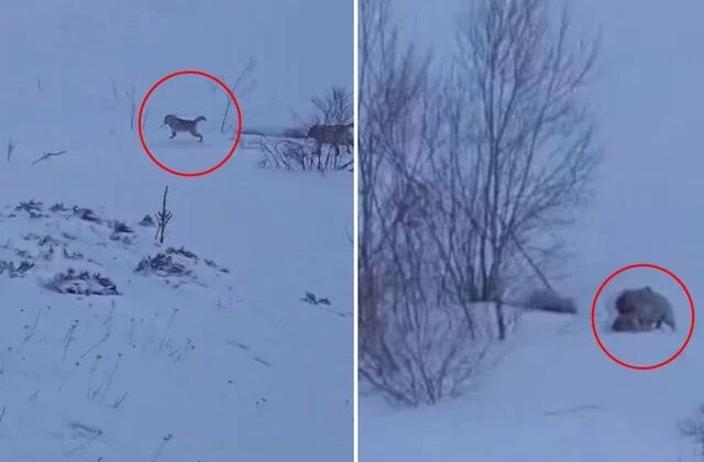 Köye baskın yapan aç kurtlar sert kayaya çarptı