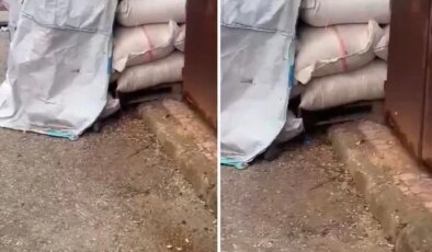 Kuruyemişlerin üzerinde fareler cirit attı