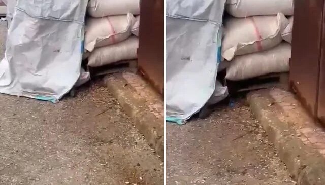 Kuruyemişlerin üzerinde fareler cirit attı