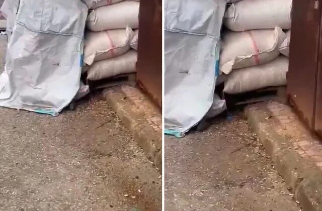 Kuruyemişlerin üzerinde fareler cirit attı