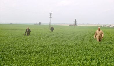 Mardin’de kaybolan 80 yaşındaki kadının bulunması için arama çalışmaları sürüyor