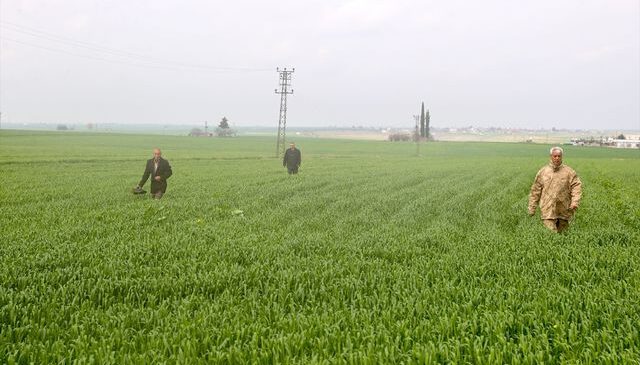 Mardin’de kaybolan 80 yaşındaki kadının bulunması için arama çalışmaları sürüyor