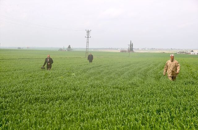 Mardin’de kaybolan 80 yaşındaki kadının bulunması için arama çalışmaları sürüyor