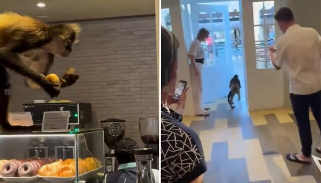 Meksika’da “Tatlı” soygun: Örümcek maymun pastaneyi tek hamlede boşalttı