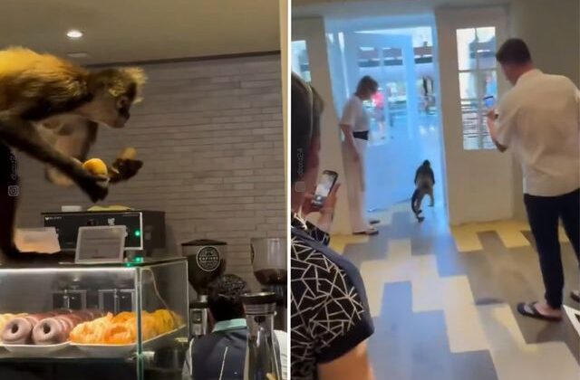 Meksika’da “Tatlı” soygun: Örümcek maymun pastaneyi tek hamlede boşalttı