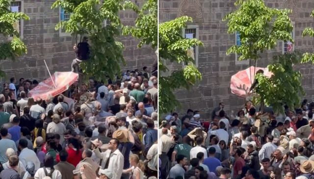 Mesir macunlarını yakalayabilmek için dondurma şemsiyesi açtı