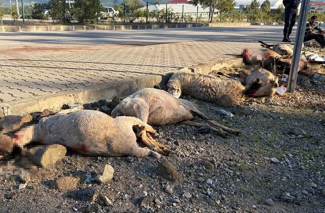 Motosiklet koyun sürücünün arasına daldı: Sürücü yaralandı, 8 koyun öldü