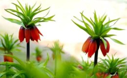 Muş’ta ters laleler açtı