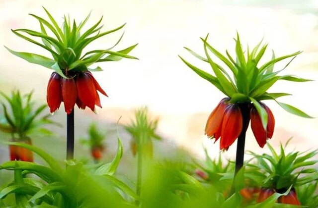 Muş’ta ters laleler açtı