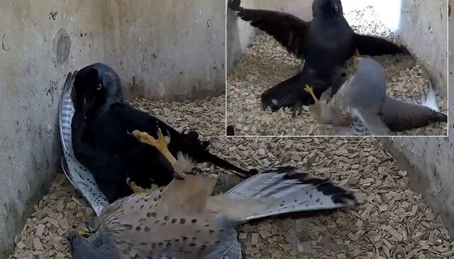 National Geographic belgesellerini aratmayan sahne: Kargaların intikamı