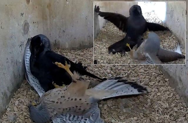 National Geographic belgesellerini aratmayan sahne: Kargaların intikamı