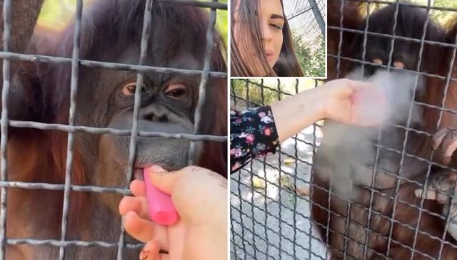 Nesli tükenmekte olan orangutana elektronik sigara içiren sporcu büyük tepki çekti