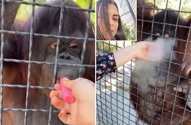 Nesli tükenmekte olan orangutana elektronik sigara içiren sporcu büyük tepki çekti