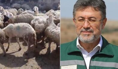 “Örnek üreticiye” bakanlıktan mera yanıtı