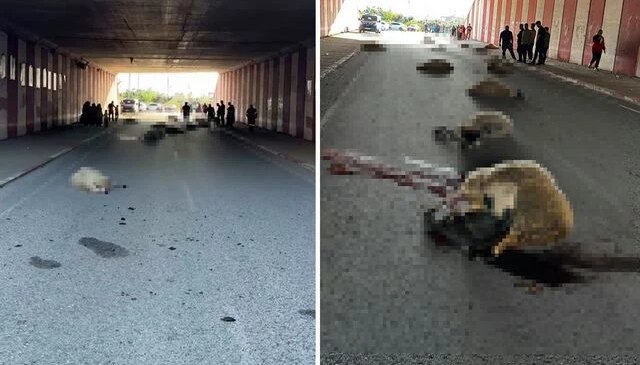Hatay’da otomobilin çarptığı sürüdeki 17 koyun öldü