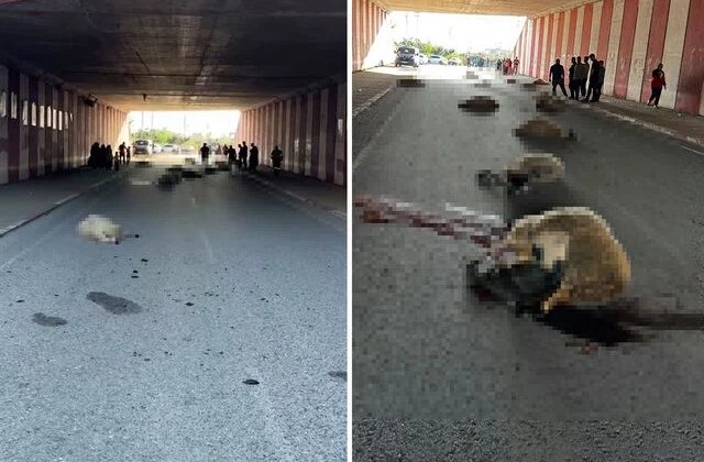 Hatay’da otomobilin çarptığı sürüdeki 17 koyun öldü