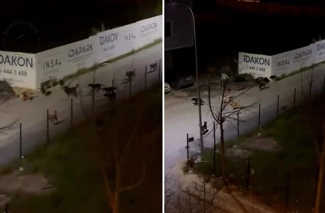 Sancaktepe’de ürküten manzara! Videoyu izleyenler belediye başkanını etiketledi