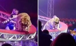 Sirkte dehşet anları: Kafesinden kaçan kaplan seyircilerin arasına daldı