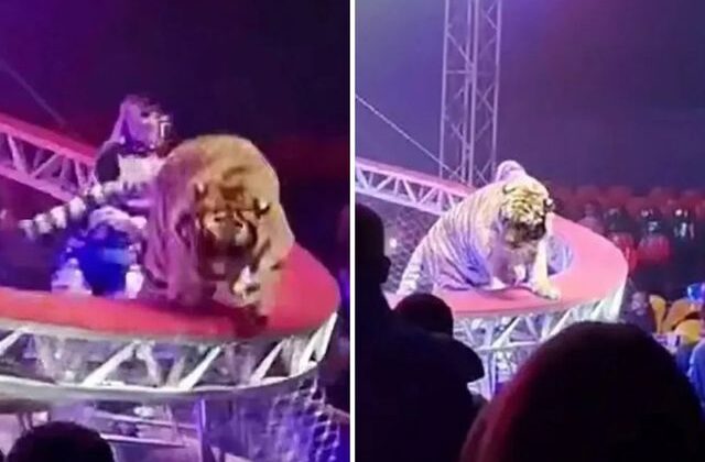 Sirkte dehşet anları: Kafesinden kaçan kaplan seyircilerin arasına daldı