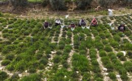 Sofraların vazgeçilmezinde bereketli hasat! Kilosu 300 liradan satılıyor