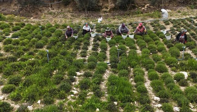 Sofraların vazgeçilmezinde bereketli hasat! Kilosu 300 liradan satılıyor