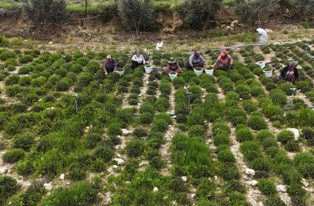 Sofraların vazgeçilmezinde bereketli hasat! Kilosu 300 liradan satılıyor