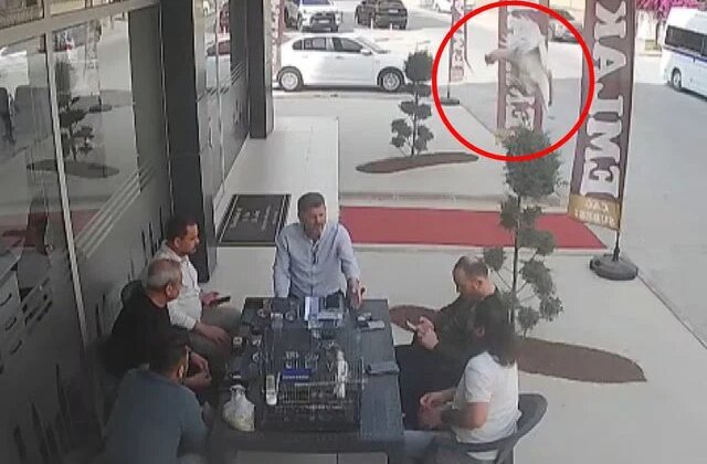 Sohbet masasına düşen davetsiz misafir kısa süreli paniğe neden oldu