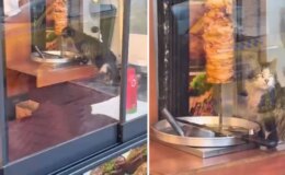 Sokak kedisi, dükkanda asılı haldeki döneri yedi