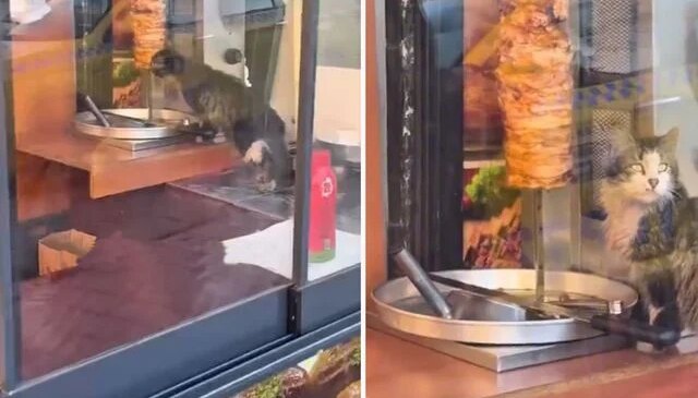 Sokak kedisi, dükkanda asılı haldeki döneri yedi