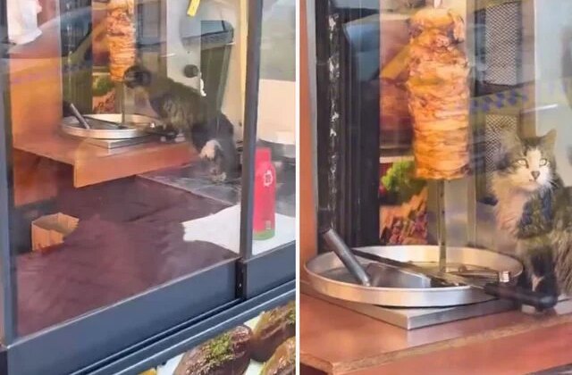 Sokak kedisi, dükkanda asılı haldeki döneri yedi