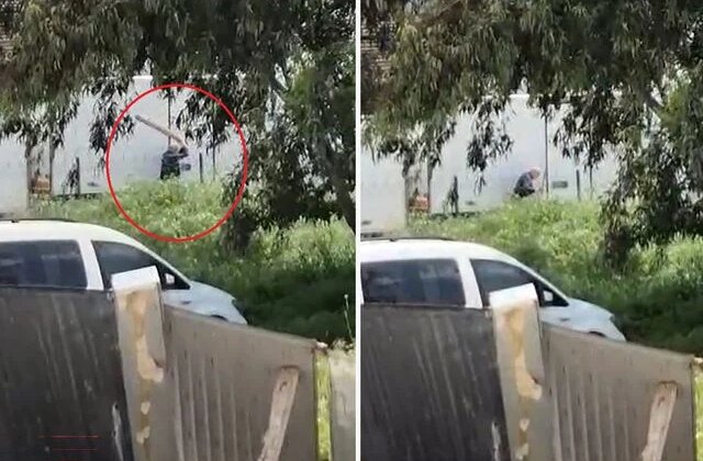 Tavuklarını yediği gerekçesiyle sokak köpeğini sopayla döven kişi gözaltında