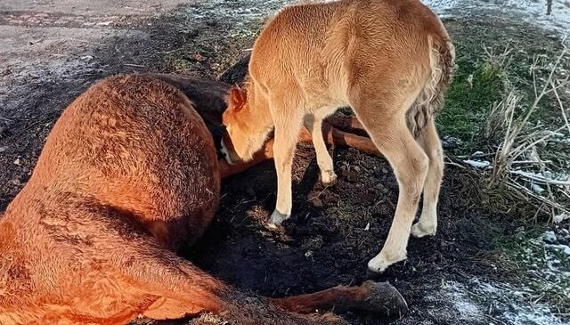 Tay, ölen annesinin başından ayrılmadı