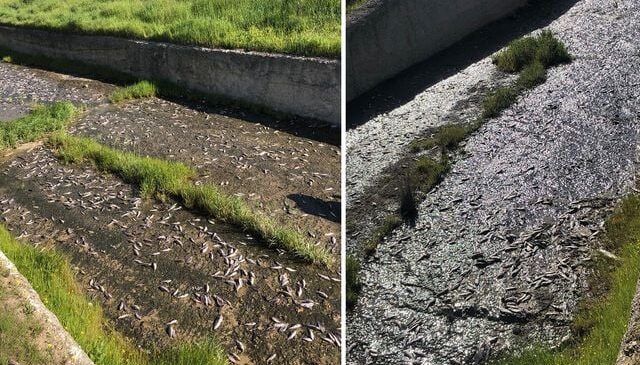 Tekirdağ’da gölde toplu balık ölümleri yaşandı