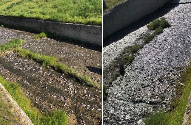 Tekirdağ’da gölde toplu balık ölümleri yaşandı