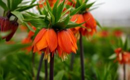 Ters laleyi koparmanın cezası 700 bin lira: Yılda sadece 20 gün yaşıyor