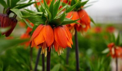 Ters laleyi koparmanın cezası 700 bin lira: Yılda sadece 20 gün yaşıyor