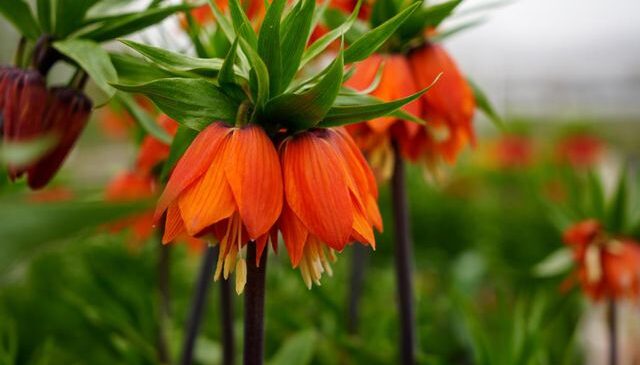 Ters laleyi koparmanın cezası 700 bin lira: Yılda sadece 20 gün yaşıyor