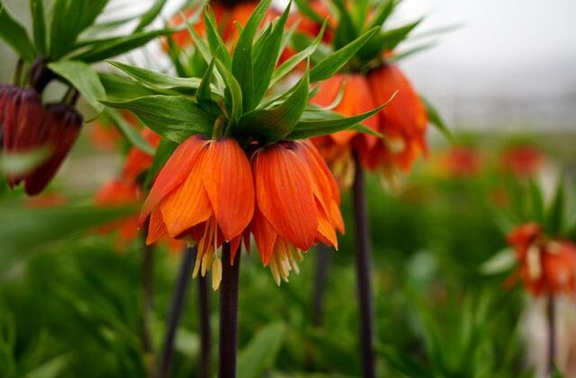 Ters laleyi koparmanın cezası 700 bin lira: Yılda sadece 20 gün yaşıyor