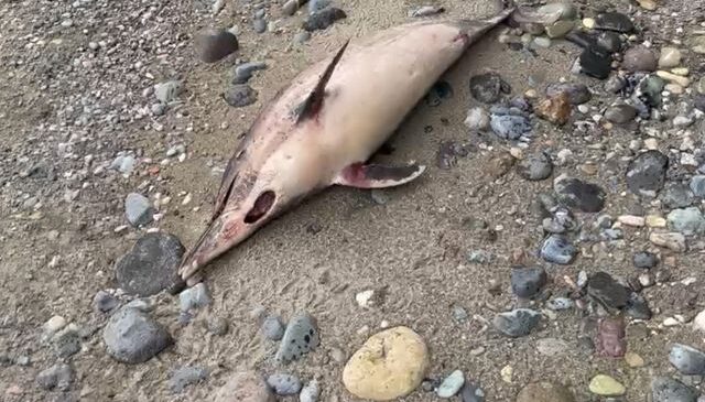 Trabzon’da esrarengiz yunus ölümleri! 1 ayda 3 balık