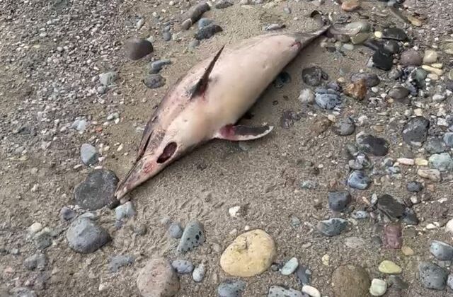 Trabzon’da esrarengiz yunus ölümleri! 1 ayda 3 balık