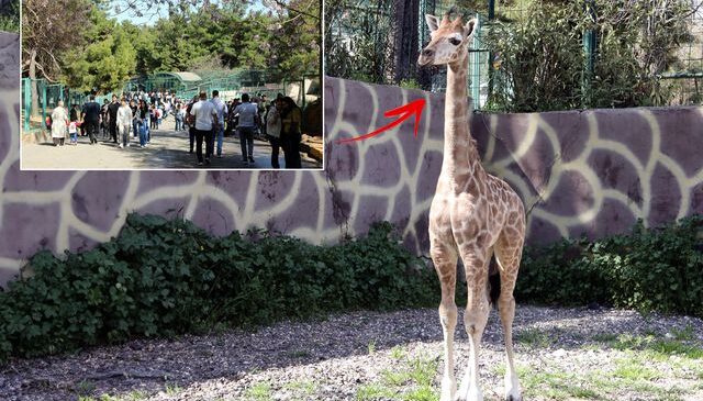 Türkiye’de doğan ilk zürafa! Ziyaretçilerin karşısına çıktı, ismi anketle belirlenecek