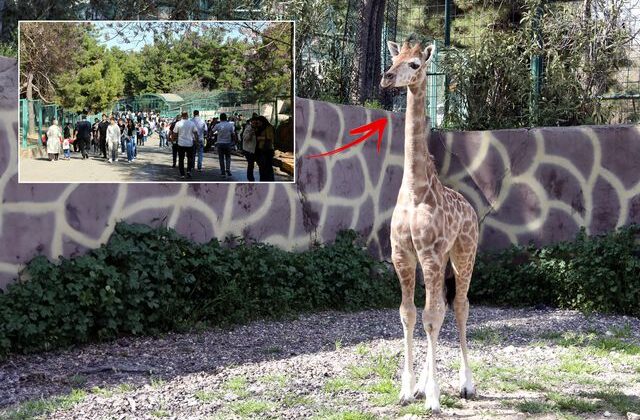 Türkiye’de doğan ilk zürafa! Ziyaretçilerin karşısına çıktı, ismi anketle belirlenecek