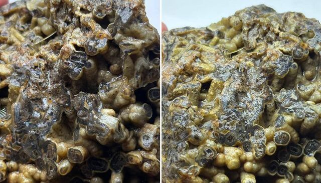 Türkiye’de bulundu! Sahibi satışa çıkardı, işte istediği bedel