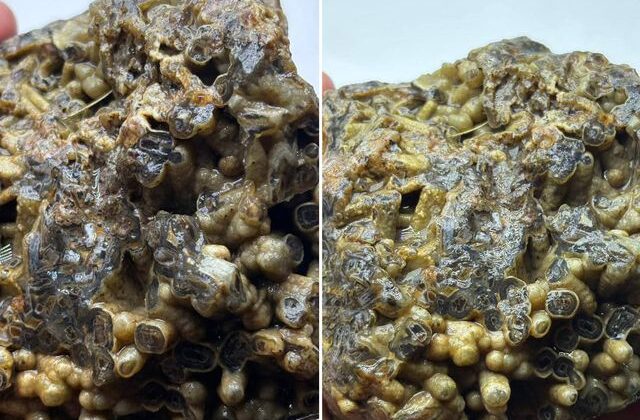 Türkiye’de bulundu! Sahibi satışa çıkardı, işte istediği bedel