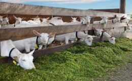 Ülkeyi ayağa kaldıran olay: 19 yaşındaki genç ahırdaki keçileri istismar etti