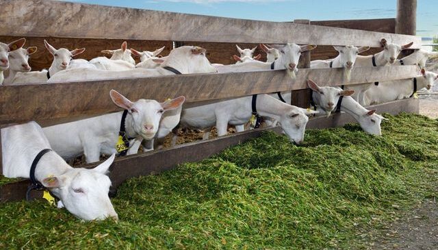 Ülkeyi ayağa kaldıran olay: 19 yaşındaki genç ahırdaki keçileri istismar etti